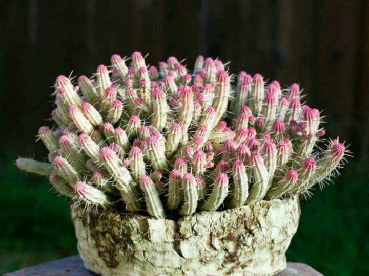Rare Variegated Corn Cob Cactus Euphorbia mammillaris Euphorbia