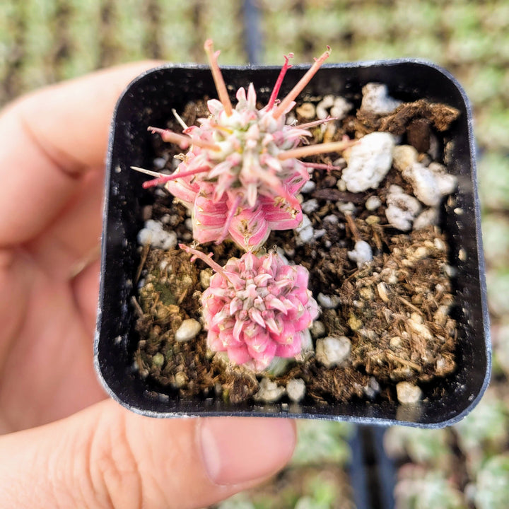 Rare Variegated Corn Cob Cactus Euphorbia mammillaris Euphorbia