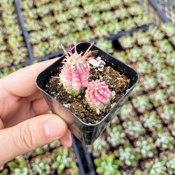 Rare Variegated Corn Cob Cactus Euphorbia mammillaris Euphorbia