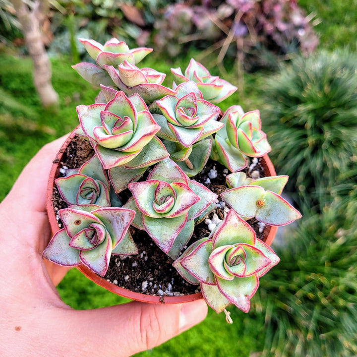 Crassula Perforata String of Buttons 2, 4 inches pot