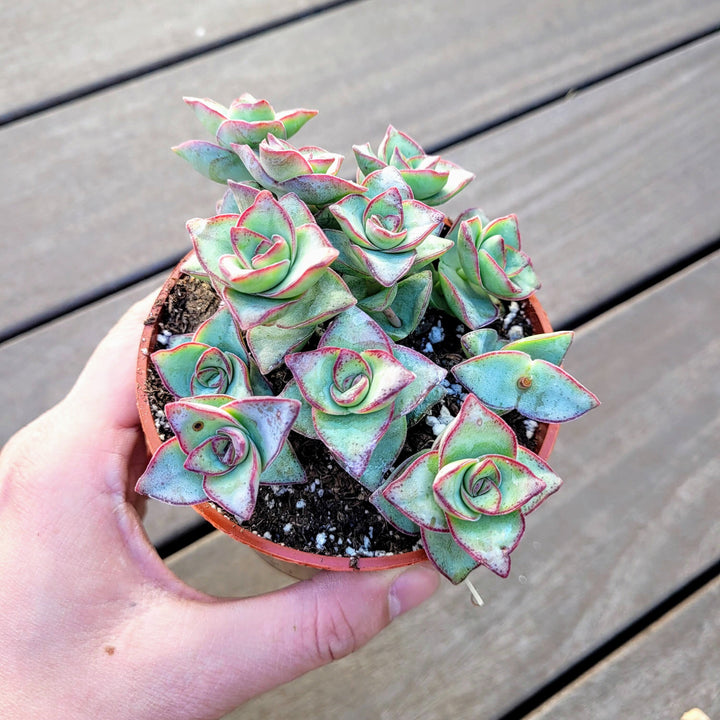 Crassula Perforata String of Buttons 2, 4 inches pot