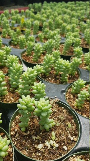 Burro's Tail Succulents Plants, Sedum Morganianum, Donkey's Tail in 2 inches pot
