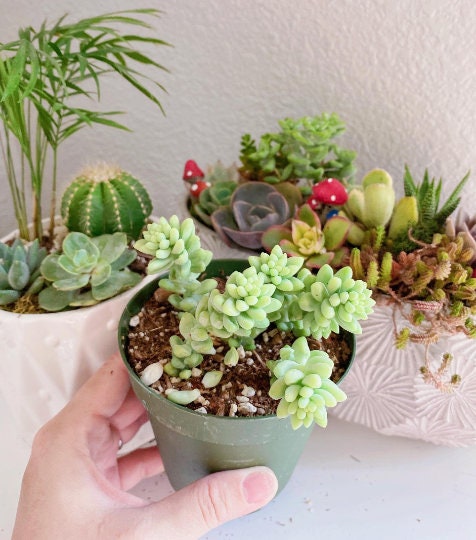 Burro's Tail Succulents Plants, Sedum Morganianum, Donkey's Tail in 2 inches pot