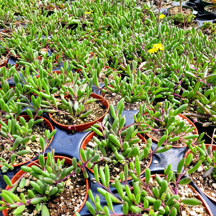 String of little pickles, Othonna Capensis ‘Ruby Necklace’ in 2 inches pot