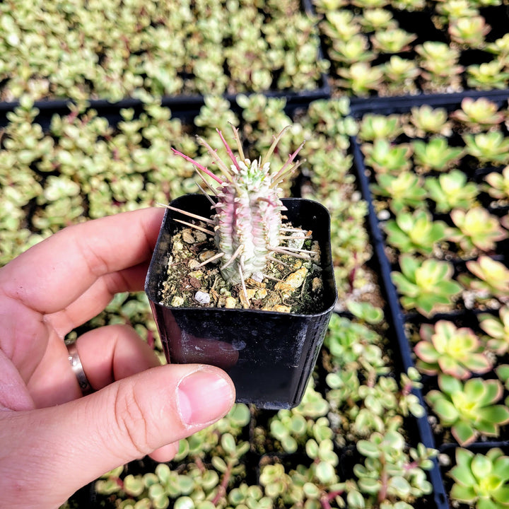 Rare Variegated Corn Cob Cactus Euphorbia mammillaris Euphorbia