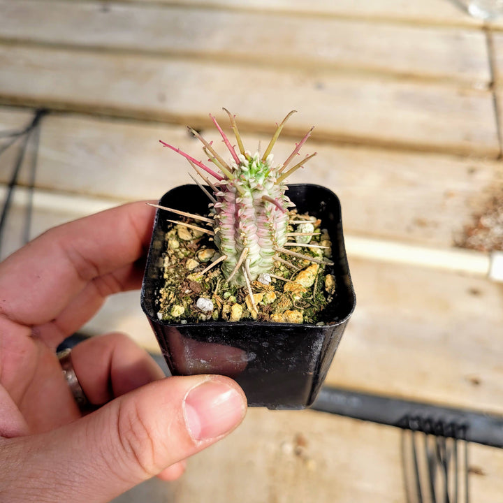 Rare Variegated Corn Cob Cactus Euphorbia mammillaris Euphorbia