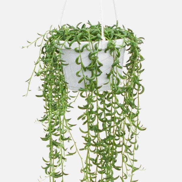 String of Bananas Succulent, Senecio radicans, String of Fish, house plant 2 inches pot