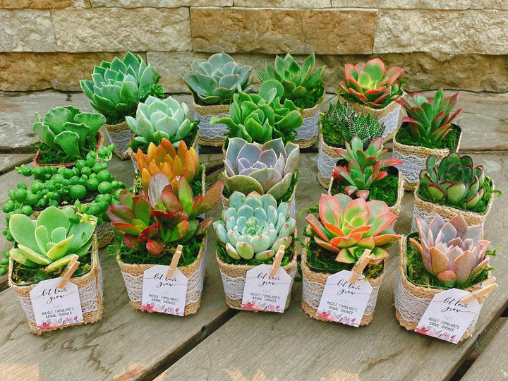 burlap wrapped succulents favors Rustic Succulent Party Favors with Burlap Wrapped Pots