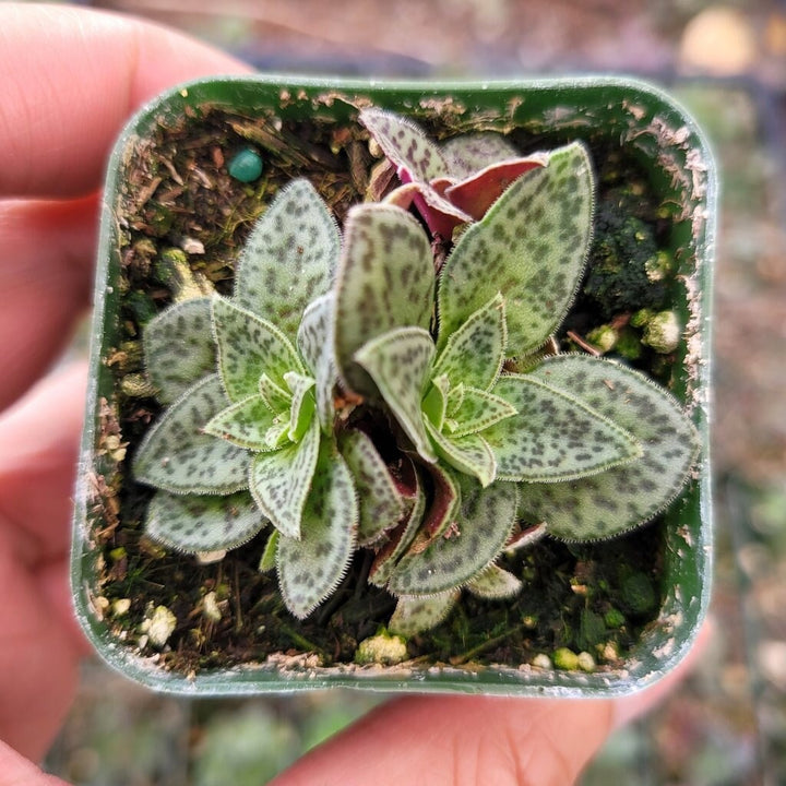 tiger jade succulent Crassula exilis subsp. cooperi, Tiger Jade succulent in 2" pot – MySucculentCorner