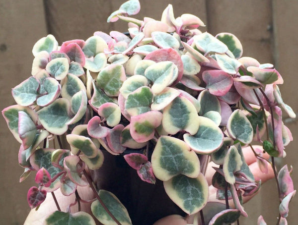 Variegated String of Hearts, Ceropegia Woodii, VSOH, Rosary Vine, Sweetheart Vine