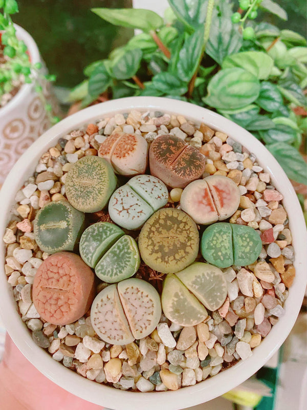 Assorted Lithops in 2 inches pot