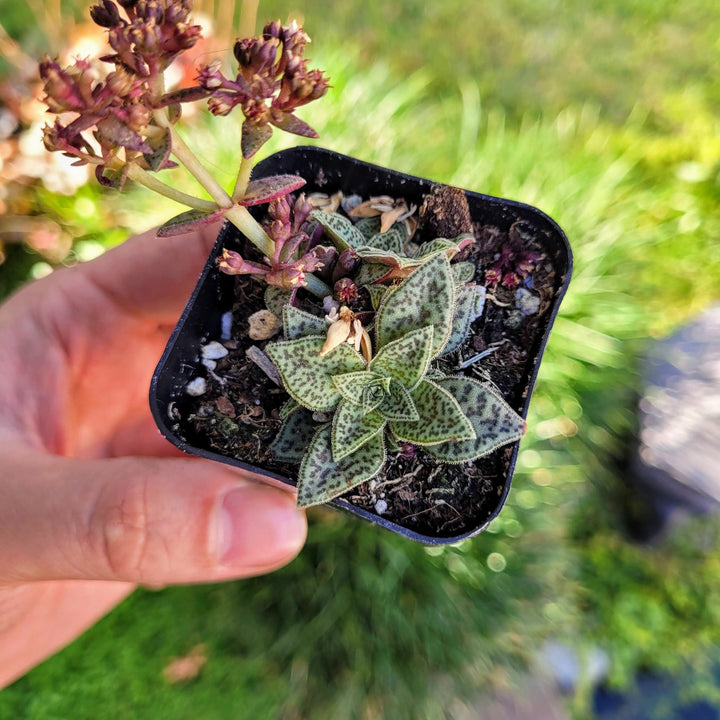 tiger jade plant Crassula exilis subsp. cooperi, Tiger Jade succulent in 2" pot –  MySucculentCorner