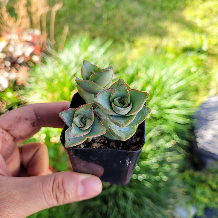 Crassula Perforata String of Buttons 2, 4 inches pot