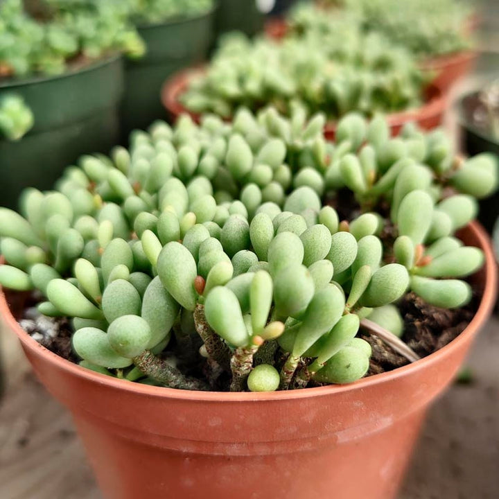 dragon egg succulent Rare dragon egg, Tylecodon schaeferianus, minature succulent in 2,4 in – MySucculentCorner