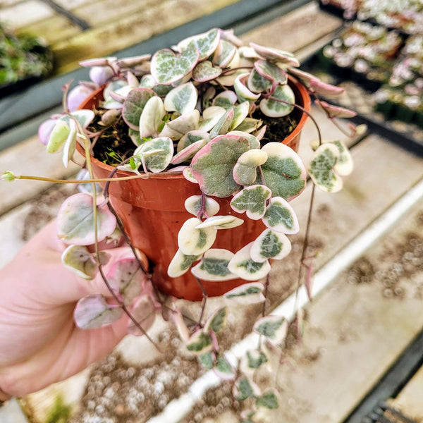 TRAILLING Variegated String of Hearts, Ceropegia Woodii, VSOH, Rosary Vine, Sweetheart Vine in 4" pot