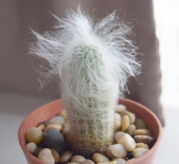 Oreocereus Trollii, Cephalocereus senilis, Old Man of the Andes Cactus  in 2 " pot