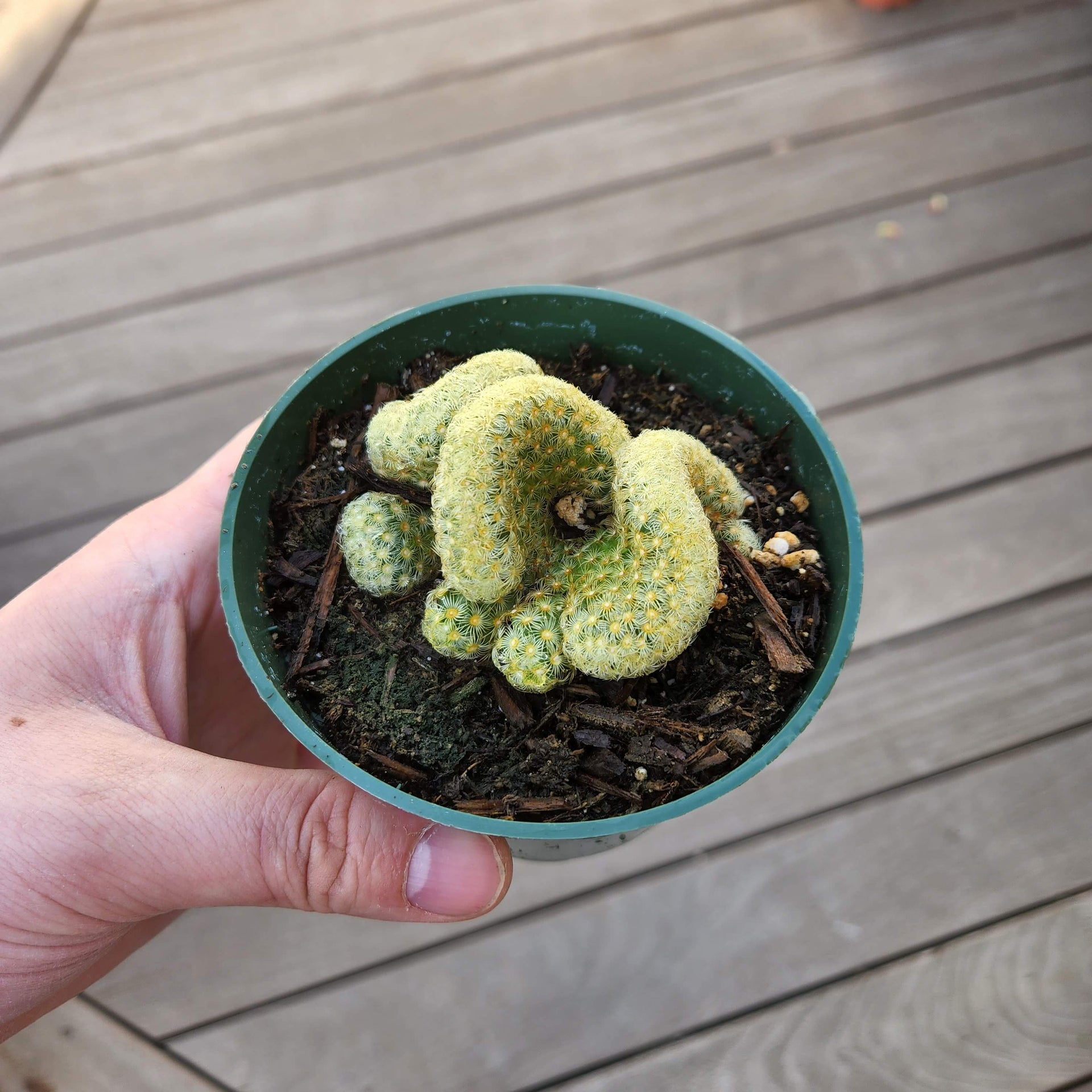 Brain Cactus, Mammillaria Cristata, Crested succulent – MySucculentCorner