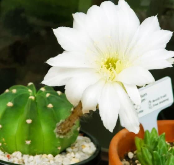 Echinopsis ancistrophora ‘Dominos’ Cactus 2" 4" pot
