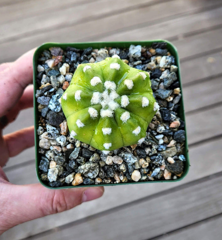 Echinopsis ancistrophora ‘Dominos’ Cactus 2" 4" pot