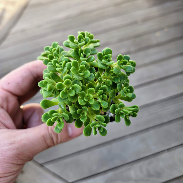irish bouquet succulent 2" Aeonium Lindleyi Suncup Irish Bouquet Aeonium Rare Rosette Succulen – MySucculentCorner