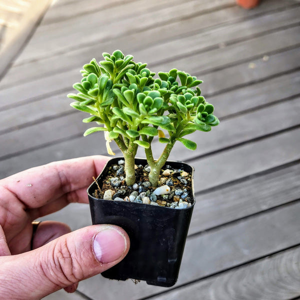 Aeonium lindleyi var. viscatum 'Irish Bouquet'