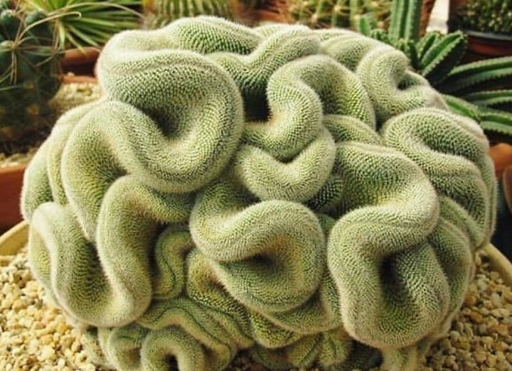 succulent that looks like a brain Brain Cactus, Mammillaria Cristata, Crested succulent