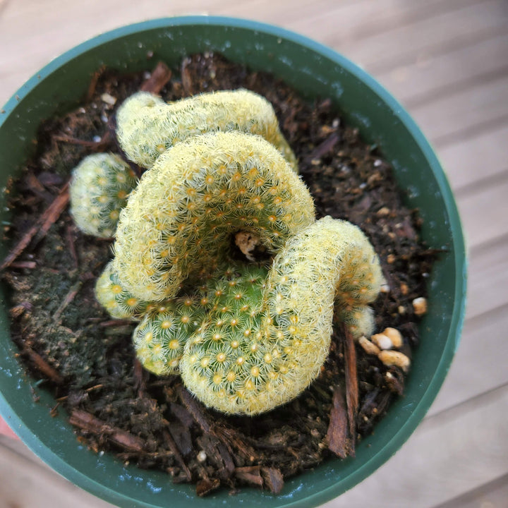 brain succulent plant Brain Cactus, Crested Succulent pot – MySucculentCorner