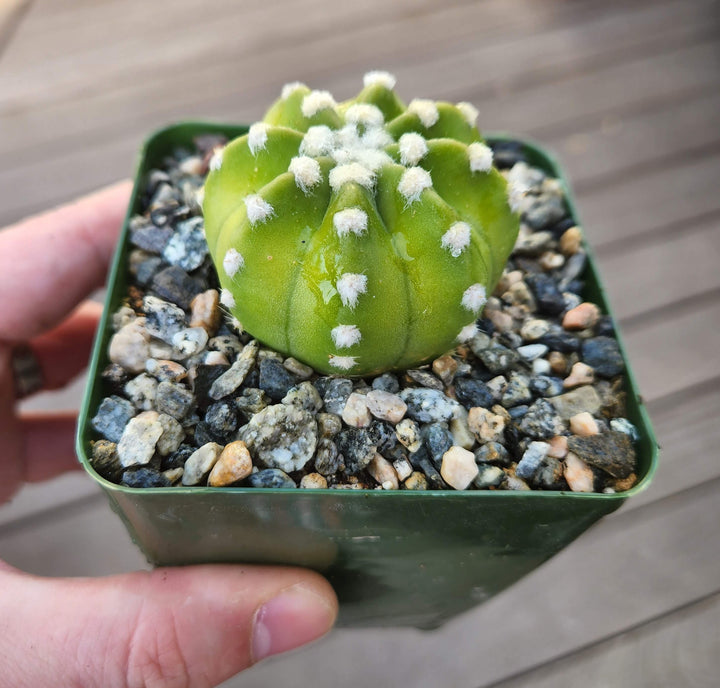 Echinopsis ancistrophora ‘Dominos’ Cactus 2" 4" pot