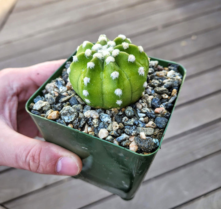 Echinopsis ancistrophora ‘Dominos’ Cactus 2" 4" pot