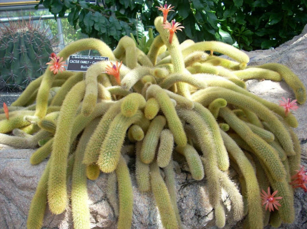 Golden Tail Cactus, Cleistocactus winteri 4" pot