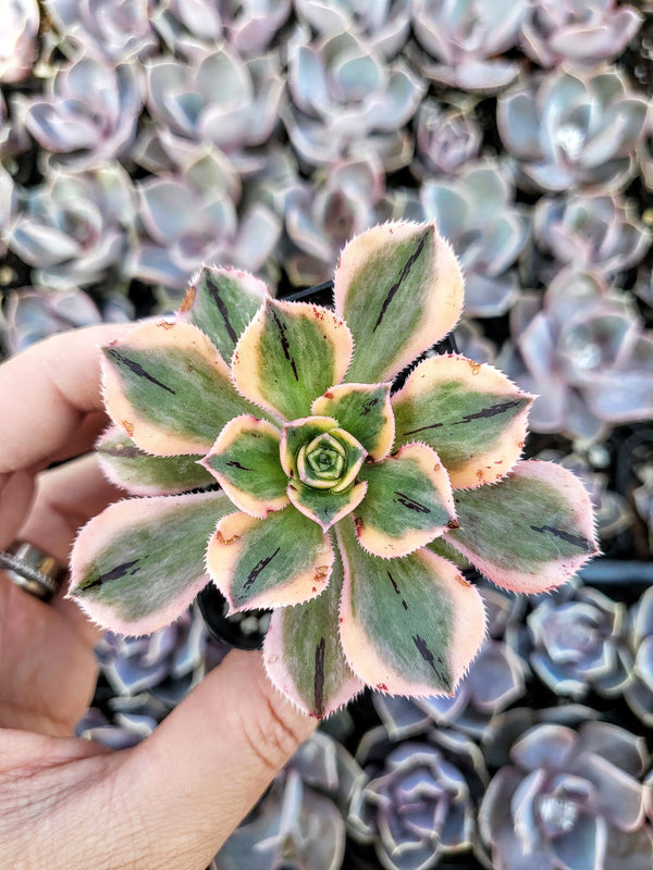 Aeonium Sunburst in 2", 4" pot