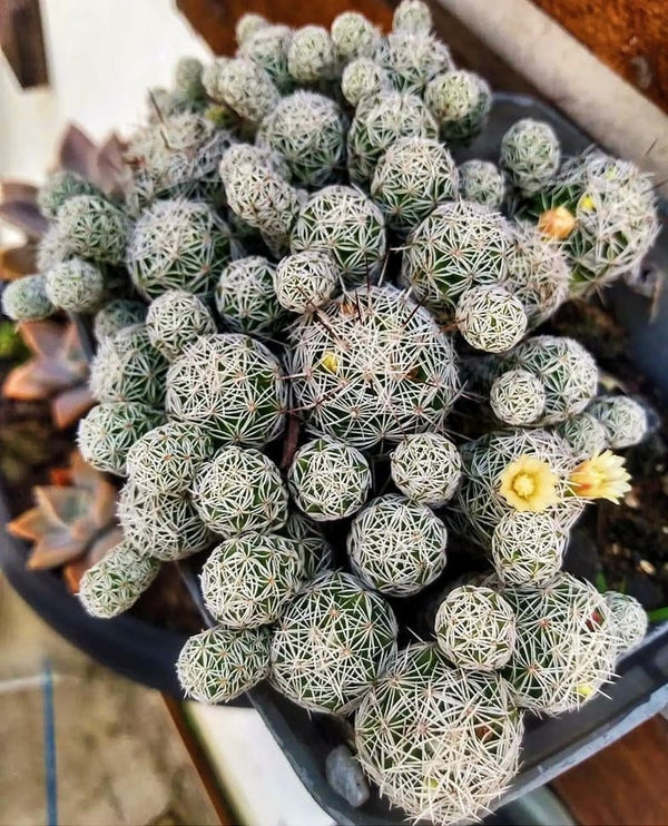 Mammillaria gracilis fragilis "Thimble Cactus" - Cactus Plant in 2 inches pot