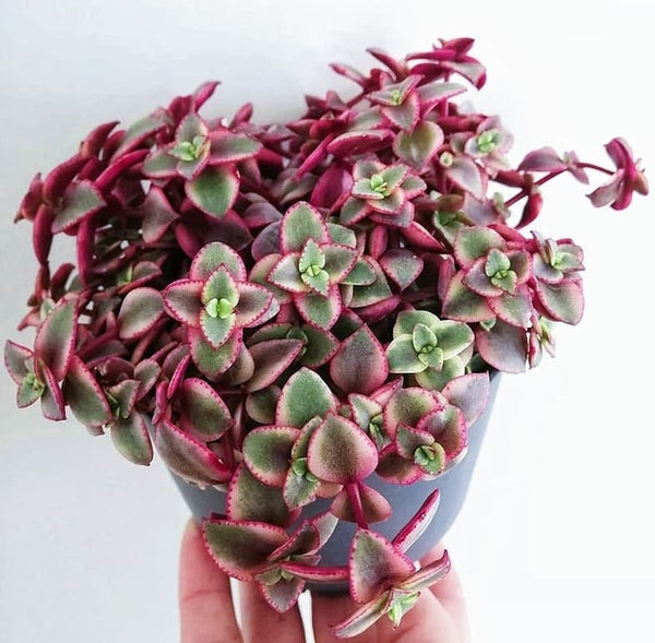 calico kitten succulent, Crassula pellucida variegata, variegated calico kitten in 2" pot