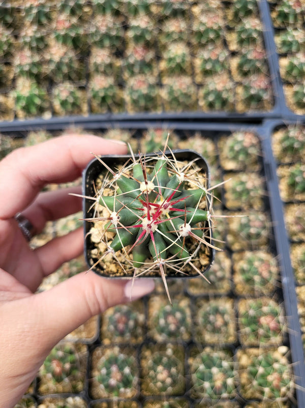 Ferocactus Hamatacanthus Cactus 2 inch