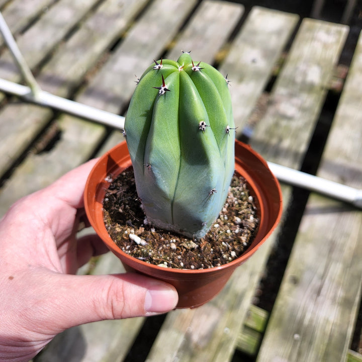 myrtillocactus geometrizans succulent Myrtillocactus Geometrizans Cactus 2 inch 4 inch – MySucculentCorner
