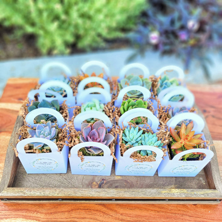 Succulent Party Favors for Wedding, Bridal Shower