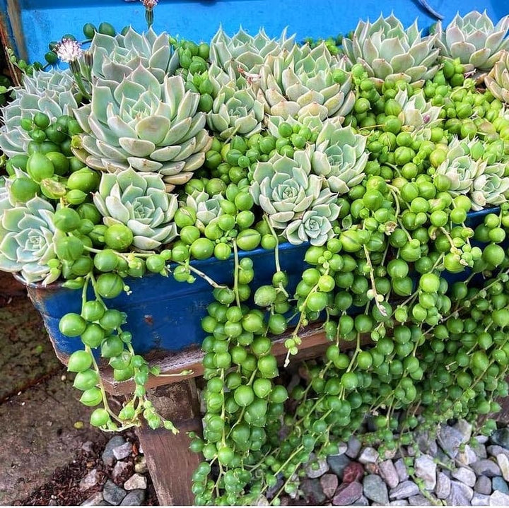 Echeveria Lola and String Of Pearl combo, in 2 inches pot