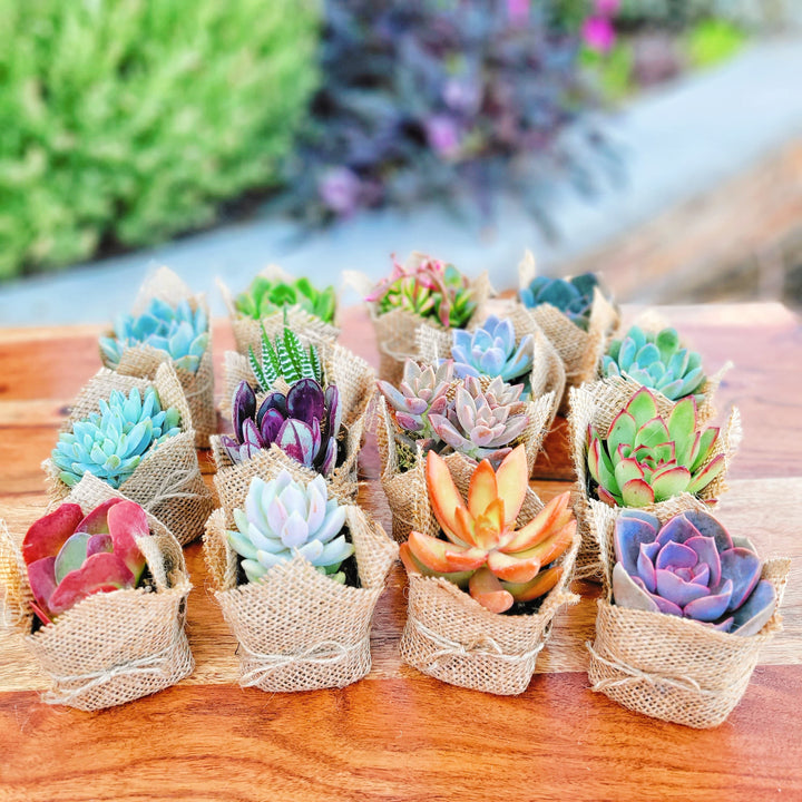 succulents wrapped in burlap Burlap wrapped Succulent Party Favors with custom Favor Flag – MySucculentCorner
