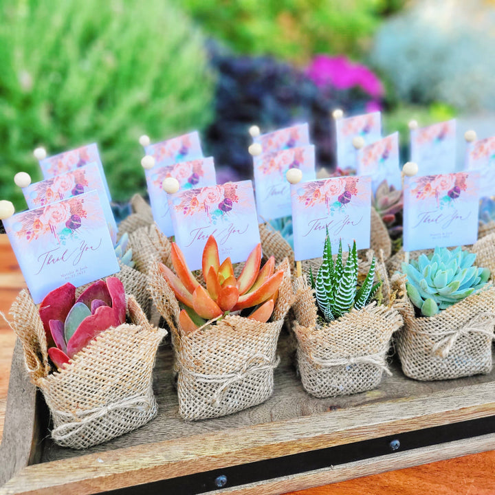 succulent bridal shower gifts Bridal Shower Succulent Party Favors, Birthday Party Favors, Wedding S