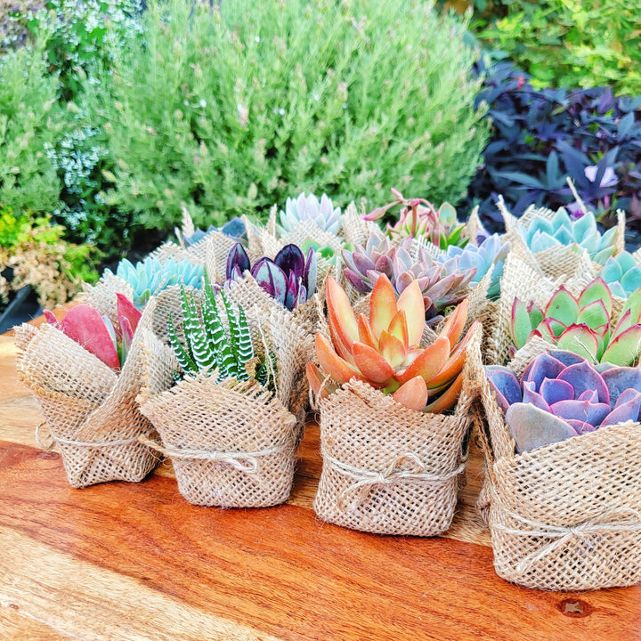 succulent baptism favors Bridal Shower Succulent Party Favors, Birthday Party Favors, Wedding S – MySucculentCorner