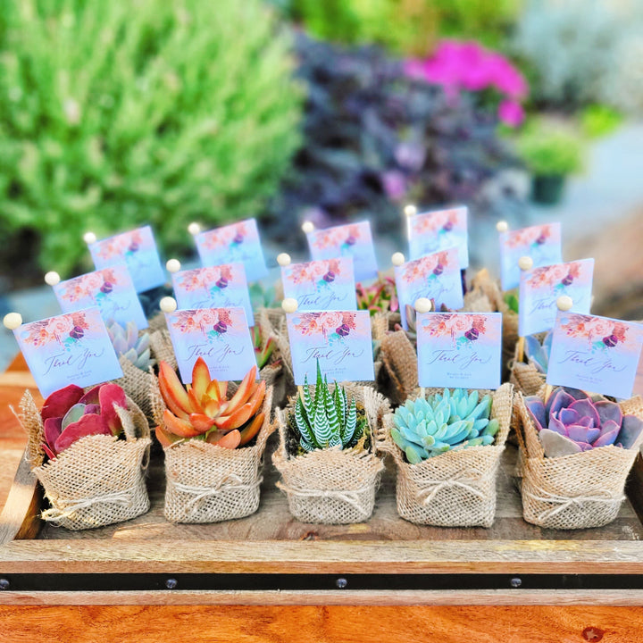 succulent plants for party favors Bridal Shower Succulent Party Favors, Birthday Party Favors, Wedding S – MySucculentCorner
