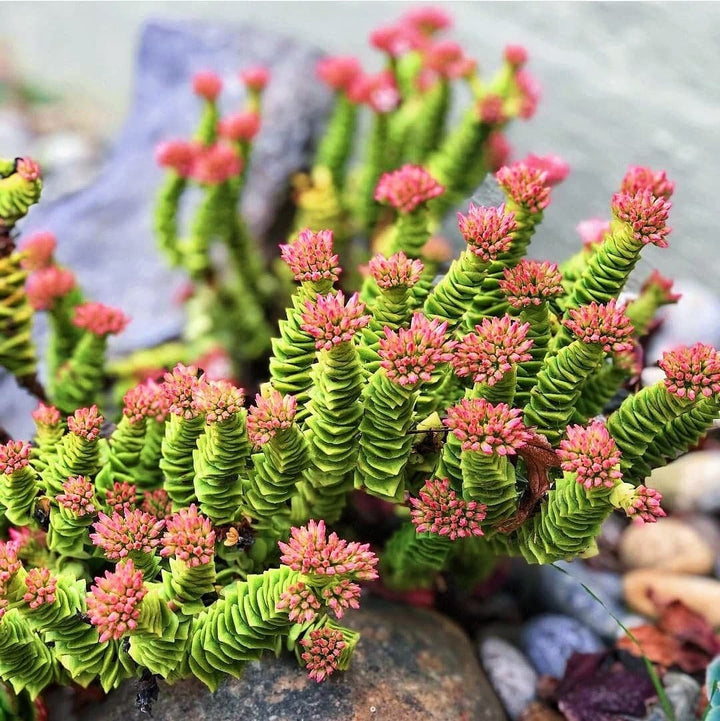Rare Crassula Perforata 2 inches pot, String of Buttons