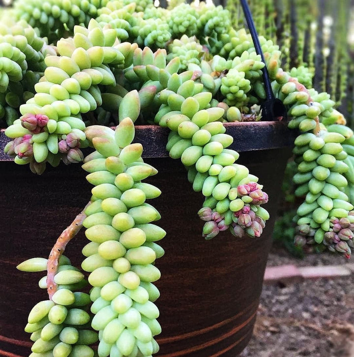 Burro's Tail Succulents Plants, Sedum Morganianum, Donkey's Tail in 2 inches pot
