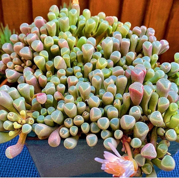 Baby Toes, Fenestraria rhopalophylla in 2 inches pot