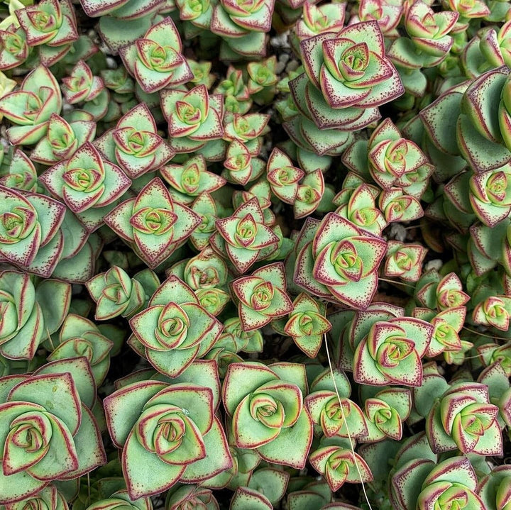 Crassula Perforata String of Buttons 2, 4 inches pot