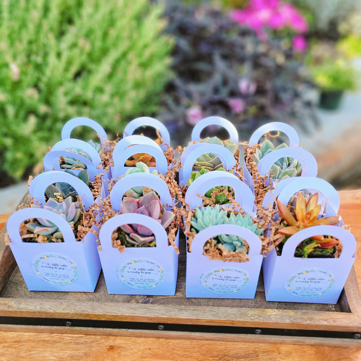 Layhit 102 Pcs Baby Shower Small Succulent Pots Wedding Party