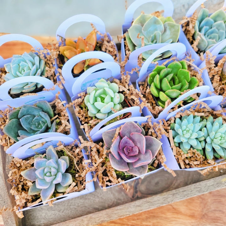 succulent plants for party favors Succulent Party Favors for Wedding, Bridal Shower