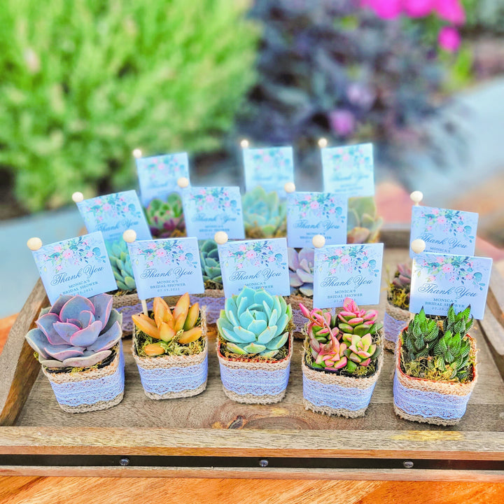 bridal shower succulent favors Succulent Party Favors , Bridal Shower Party Favor, Baby Shower Party Favors, Wedding Party Favors, Bridal Shower Succulents