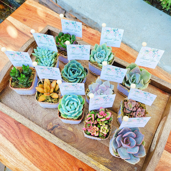 succulents as party favors Succulent Party Favors , Bridal Shower Party Favor, Baby Shower Party – MySucculentCorner