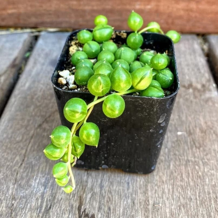 Echeveria Lola and String Of Pearl combo, in 2 inches pot